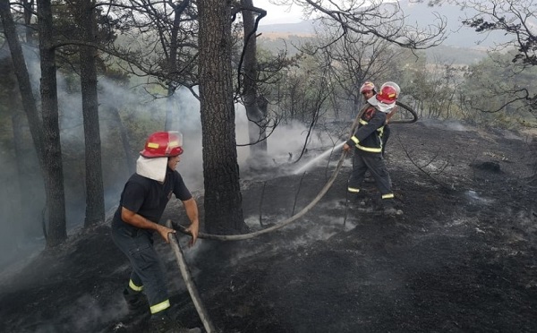Пожар в Кварельском лесу локализован