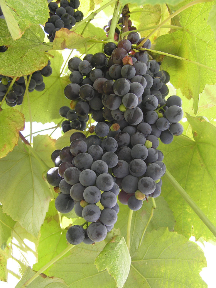 Грузинским виноградарям выплатят задолженность  