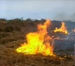 Пожары вспыхнули во всех селах Гурджанского района Грузии