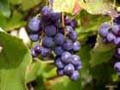 Винные заводы Грузии начали принимать гибридные сорта винограда