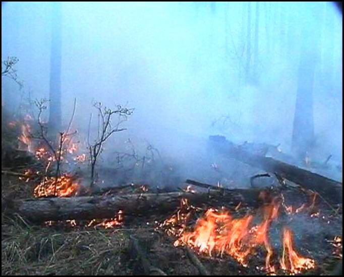 Пожар в Рачинском регионе Грузии пока не потушен