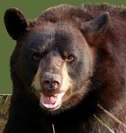 В Грузии запрещают охоту на медведей из мелкокалиберного оружия